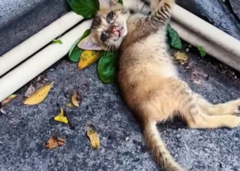 T2512040 #animal #rescue #cat #fyp #love