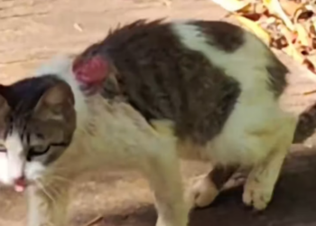 T3112001 Rescue cat #rescue #animals #adoptdontshop #petlover #cat #cutecat