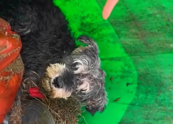 T3112002 Buried alive… and still waiting to be seen.