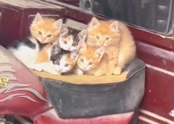 T3112003 They stayed together because fear comes faster alone.