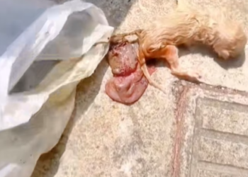 T3112004 Too small to run… too weak to cry.