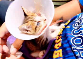 T3112005 One eye closed… the other still searching for help.