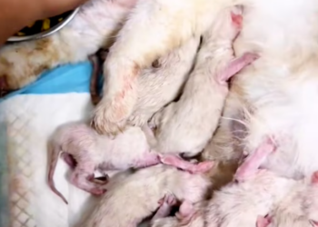 T3112006 Life began… but safety wasn’t guaranteed.