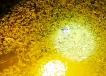 T3112008 Flight ended here… survival did not.