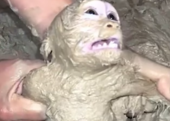 T0501004 Trapped, confused… calling for a mother who never came.