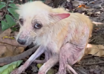 T0501035 Each blink was a quiet plea for help.