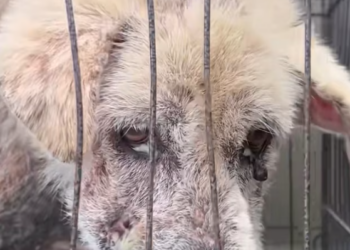 T0501036 He lay there, unsure if morning would come.