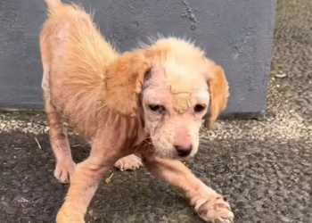 T0501037 The world felt too big, and he felt too small.