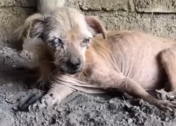 T0501038 Broken, tired… but still breathing.