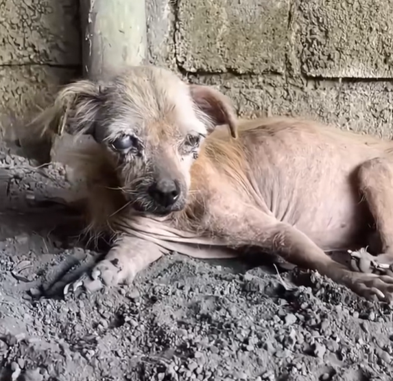 T0501038 Broken, tired… but still breathing.