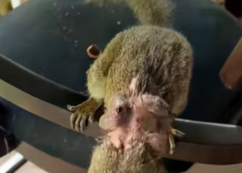 T0501039 He didn’t ask for much—just one chance.