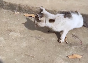 T0801001  He didn’t scream for help… he just waited in silence.