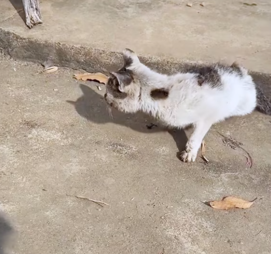 T0801001  He didn’t scream for help… he just waited in silence.