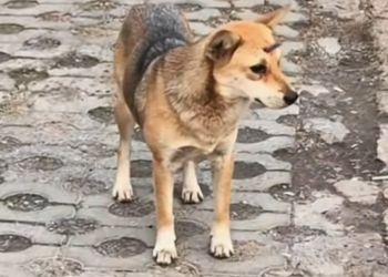 T0801002 Every breath hurt, but giving up wasn’t an option.