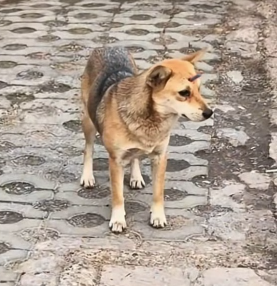 T0801002 Every breath hurt, but giving up wasn’t an option.