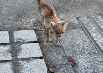 T0801003 So small, yet already exhausted by life.