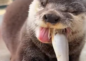 T0801006 Left behind, but still hoping someone would notice.