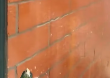 T0801007 Pain taught him fear faster than time ever could.