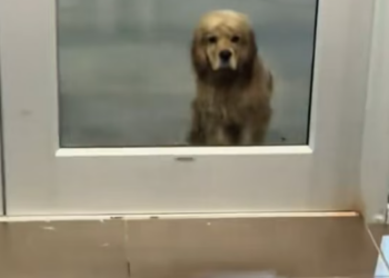 T0801008 Shivering wasn’t weakness — it was survival.