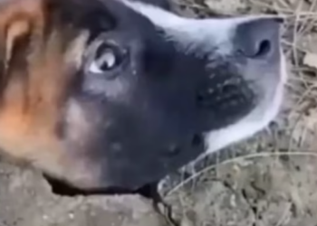 T0801009 He cried softly, afraid the world would hear him.