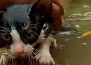 T0801010 The street was louder than his suffering.
