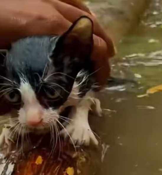 T0801010 The street was louder than his suffering.
