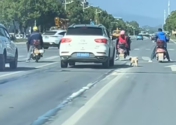 T0801011 Tiny paws, carrying unbearable fear.