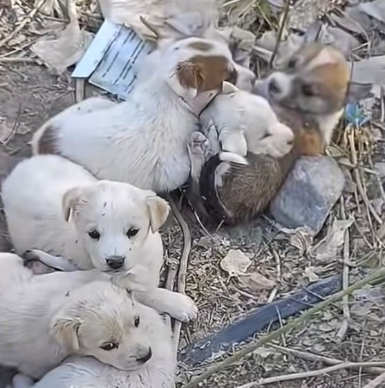 T0501006 Every breath hurts… every second feels heavy.