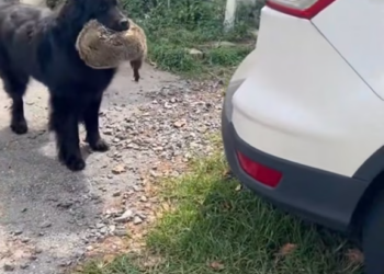 T0801017 No shelter, no warmth, only trembling hope.