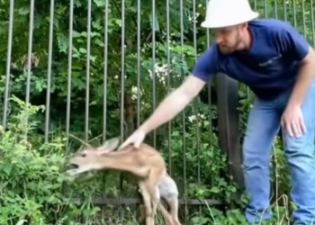 T0801020 His cries faded into the night air.