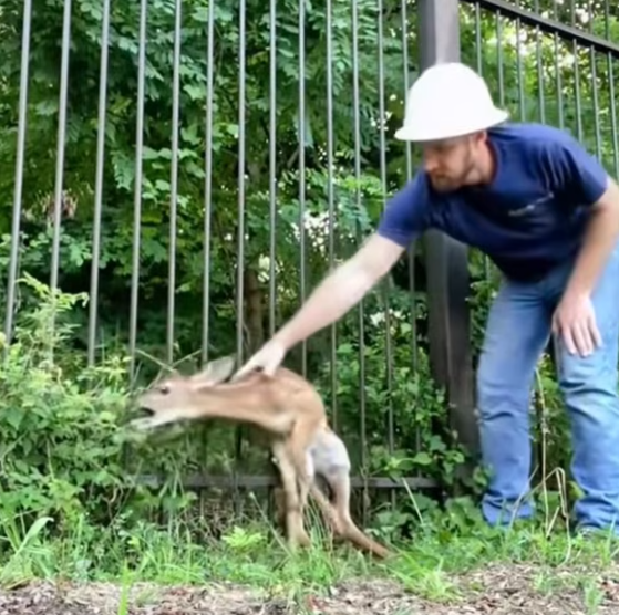 T0801020 His cries faded into the night air.