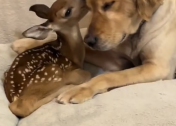 T0801023 He stayed where he fell, too tired to run.