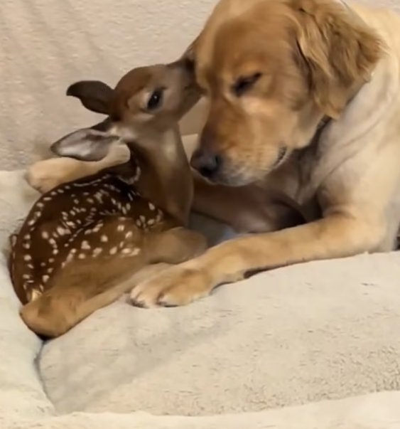 T0801023 He stayed where he fell, too tired to run.