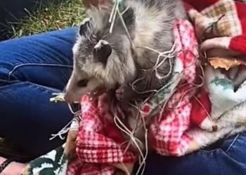 T0801024 The world passed by, pretending not to see.