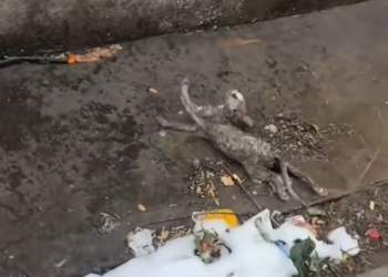 T0801025 Each movement cost him everything.