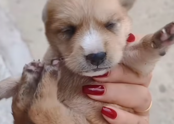 T0501007 He tried to move… even when his body said no. 💔