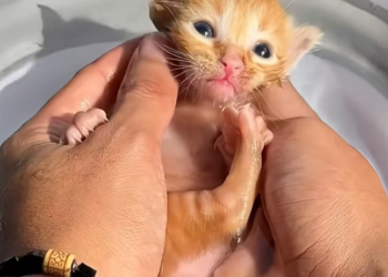 T0801015 He tried to stand… and failed again.