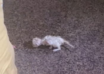 T0801028 His body gave up before his heart did.