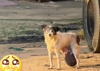 T0801029 Cold nights don’t care how small you are.