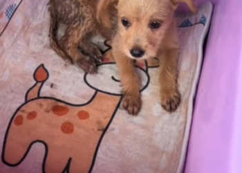 T0801030 He survived another minute — barely.