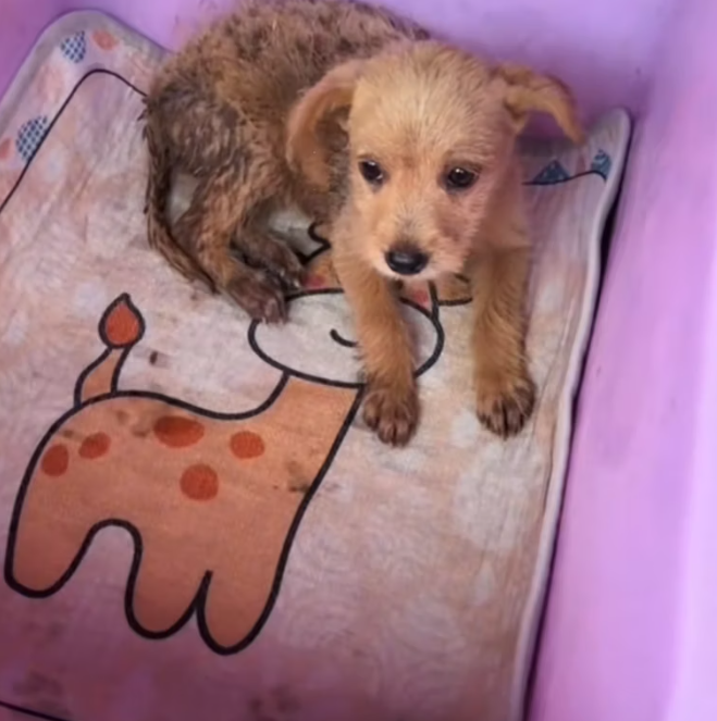 T0801030 He survived another minute — barely.