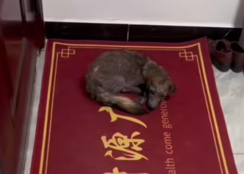 T0801032 His eyes searched for someone… anyone.