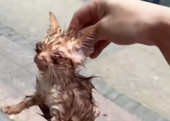 T0801034 He shook, not from fear alone, but from pain.