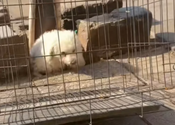 T0801035 Every sound made him flinch.