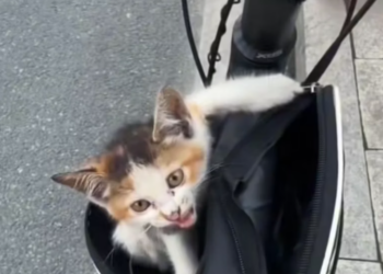 T0801037 The night swallowed his cries.