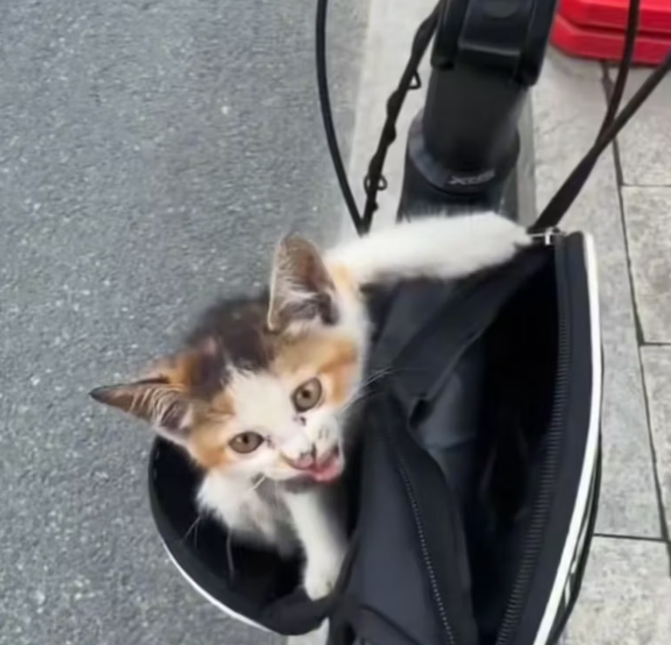 T0801037 The night swallowed his cries.