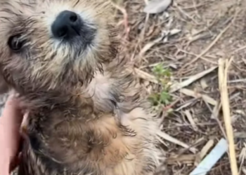 T0801038 He didn’t know help existed.