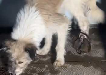 T0801039 Left in the cold, clinging to life.