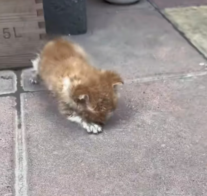 T0801040 He waited… because that was all he could do.