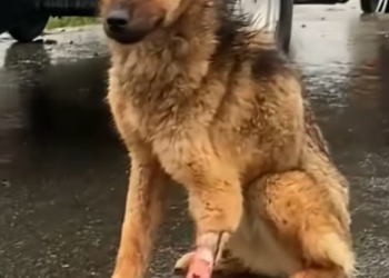 T1101001 He didn’t cry loudly… he just waited. 💔